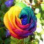 100 Seeds Hybrid Rainbow Rose
