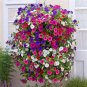 200 Seeds Hybrida Color Petunia Hanging Charming Bonsai Potted Ornamental Flower