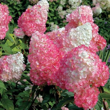 10 Seeds Hydrangea Seeds Perennial Flower