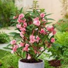 50 Seeds Impatiens balsamina Seeds Light Pink Double Flowers