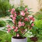 50 Seeds Impatiens balsamina Seeds Light Pink Double Flowers