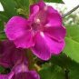 50 Seeds  Impatiens balsamina Seeds Light Purple Double Lilac Flowers