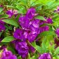 50 Seeds Impatiens balsamina Seeds Light Purple Double Lilac Flowers