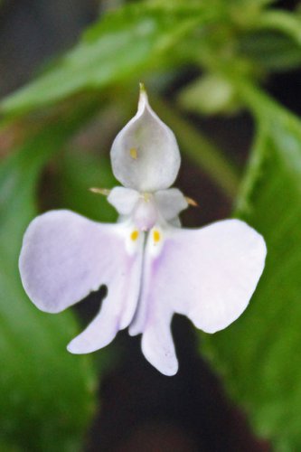 50 Seeds Impatiens Bequaertii Beautify Dancing Girl Orchid Flower