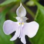 50 Seeds Impatiens Bequaertii Beautify Dancing Girl Orchid Flower