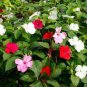 100 Seeds Impatiens walleriana Hook Seeds Mixed Busy Lizzy Flowers