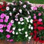 100 Seeds Impatiens walleriana Hook Seeds Mixed Busy Lizzy Flowers