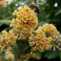 50 Seeds Imported Butterfly Bush Bonsai Buddleia Davidii Mix Flower Bonsai