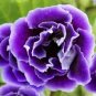 200 Seeds Imported Gloxinia Plant