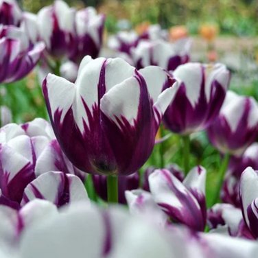 10 Seeds Imported Hydro Tulip Bulbs Fresh Garden Bulbs All Season Planting Available