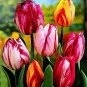 10 Seeds Imported Hydro Tulip Bulbs Fresh Garden Bulbs All Season Planting Available