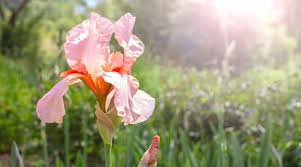 100 Seeds Iris Flower Golden Light Pink Rose Pink Flowers