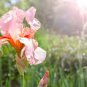 100 Seeds Iris Flower Golden Light Pink Rose Pink Flowers