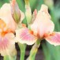 100 Seeds Iris Flower Golden Light Pink Rose Pink Flowers