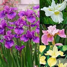 20 Seeds Iris tectorum Mixed 6 Colors