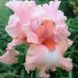 20 Seeds Iris tectorum Red Rose Red White Colorful Flowers