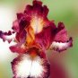 20 Seeds Iris tectorum Red Rose Red White Colorful Flowers