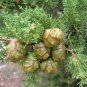 50 Seeds Italian Cypress Tree Seeds Cupressus Sempervirens