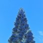 50 Seeds Italian Rare Dark Blue Cypress Tree Bonsai