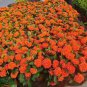 100 Seeds Ixora Chinensis Bonsai Plant Flower