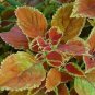 50 Seeds Janpanese Coleus Blumei Seeds Fire Red Herb Leaves with Light Green