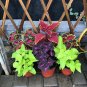 100 Seeds Janpanse Bonsai Coleus Plant Rainbow Dragon Foliage Plants