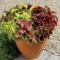 100 Seeds Janpanse Bonsai Coleus Plant Rainbow Dragon Foliage Plants