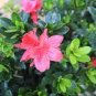20 Seeds Japanese Azalea Rhododendron Azalea Red Flowers