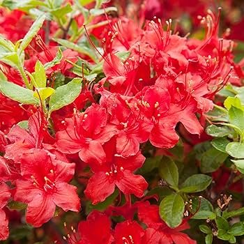 100 Seeds Japanese Azalea Seeds Dark Red Rhododendron Azalea Flowers