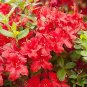 100 Seeds Japanese Azalea Seeds Dark Red Rhododendron Azalea Flowers