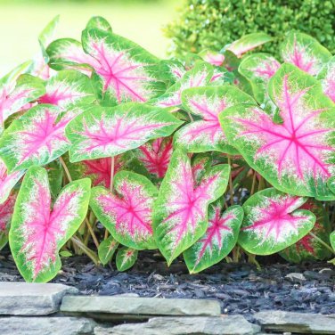 100 Seeds Japanese Caladium Bicolor