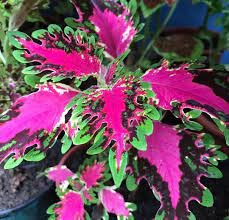 100 Seeds Japanese Coleus