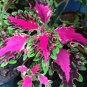 100 Seeds Japanese Coleus
