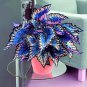 100 Seeds Japanese Coleus