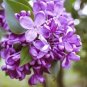 100 Seeds Japanese Lilac Flowers Purple Colors
