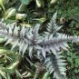 100 Seeds Japanese Painted Fern Light Greyish Green Leaves