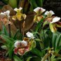 100 Seeds Japanese Plant Orchid Bonsai Flores World's Rare Orchid Species Flowers