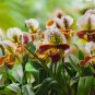 100 Seeds Japanese Plant Orchid Bonsai Flores World's Rare Orchid Species Flowers