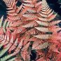 100 Seedsq Japanese Rare Creeper Boston Fern Plant Vines Climbing Plants Ornamental Bonsai