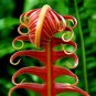 100 Seedsq Japanese Rare Creeper Boston Fern Plant Vines Climbing Plants Ornamental Bonsai