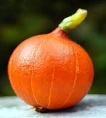16 Seeds Japanese Squash Pumpkin Seeds Orange Red Fruit Sweet Flavor Vine