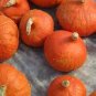 16 Seeds Japanese Squash Pumpkin Seeds Orange Red Fruit Sweet Flavor Vine