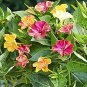20 Seeds Jasmine Mirabilis Flower Seeds Yellow and Hot Pink Petals Flowers