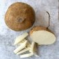 10 Seeds Jicama Pachyrhizus Erosus Organic Vegetables