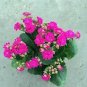 100 Seeds Kalanchoe Longevity Flower Seeds - Rose Red Flowers