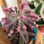 50 Seeds Kalanchoe sementes Succulent Bonsai