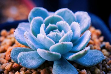 1000 Seeds Kasuki Blue Spring Grass Rare Succulents Plant Funny