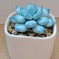 1000 Seeds Kasuki Blue Spring Grass Rare Succulents Plant Funny