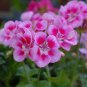 50 Seeds Kasuki Colorful Geranium Beautiful Garden Flower Perennial Fleur Graine