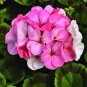 100 Seeds Kasuki Seed Flower Flores Exotic Indoor Seed Lavendar Geranium Rosa